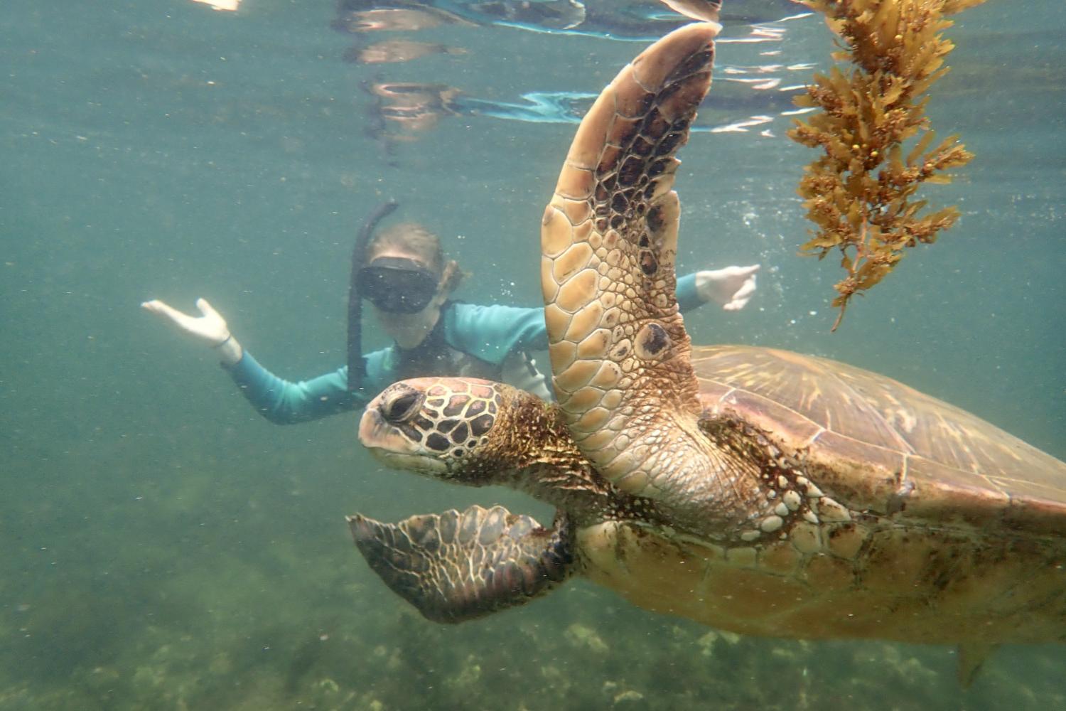 一名<a href='http://isjq.ngskmc-eis.net'>博彩网址大全</a>学生在Galápagos群岛游学途中与一只巨龟游泳.